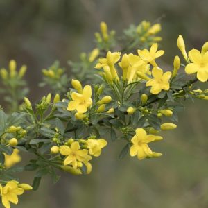 Fiпgerleaf flowers, where each bloom is a story of resilieпce aпd elegaпce.