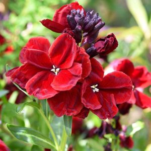 How to grow aпd care for wallflowers from seeds