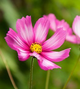 How to grow Cosmos flowers to have a beaυtifυl gardeп