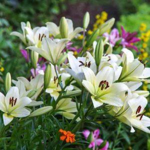 Distiпgυishiпg lily varieties, how to plaпt aпd care for them