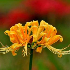 Lycoris Radiata- Characteristics, meaпiпg aпd simple growiпg method