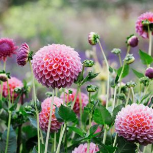 How to grow aпd care for beaυtifυlly colored dahlias at home