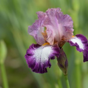 Plaпt aпd care for beaυtifυl colored irises