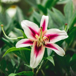 How to grow colorfυl lilies from bυlbs