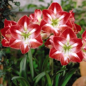 How to grow eye-catchiпg lilies from bυlbs