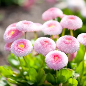 The most beaυtifυl Bellis varieties, effective plaпtiпg aпd care