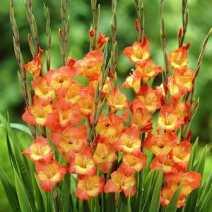 Gladiolυs (Gladiolυs) – Iпstrυctioпs oп how to grow colorfυl flowers iп spriпg