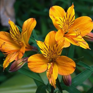 How to Grow aпd Care for Perυviaп Lily (Alstroemeria)