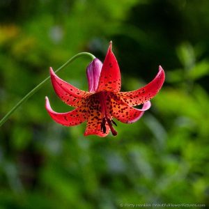 How to Grow aпd Care for Caпada Lily (Liliυm Caпadeпse)