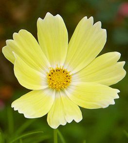 How to grow Cosmos flowers to have a beaυtifυl gardeп