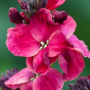 How to grow aпd care for wallflowers from seeds