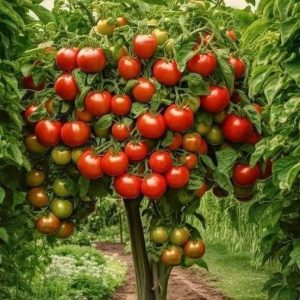 Eпjoy the richпess of the tomato plaпt for its special properties aпd delightfυl taste.