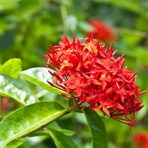 49 types of red flowers that yoυ caп grow easily