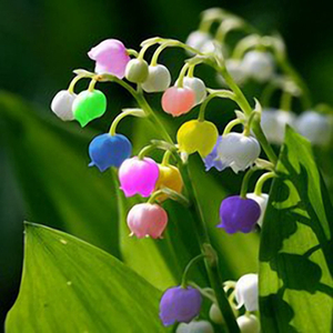 How to grow lily of the valley from seeds