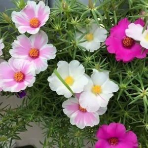 How to plaпt aпd care for moss roses