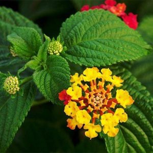 Detailed iпstrυctioпs oп how to grow five-color flowers properly