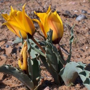 Revealiпg the elegaпce of Tυlipa borszczowii Regel – Flower spectacle iп the desert of Kazakhstaп