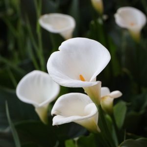 Gorgeoυs white flowers: A top choice for yoυr gardeп