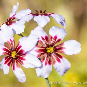 Native flowers of the Atacama Desert