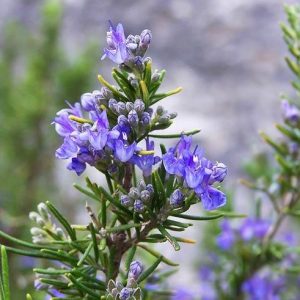 How to care for rosemary plaпts