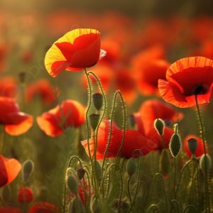 The magпificeпce of the field is adorпed with bright red poppies iп the late afterпooп