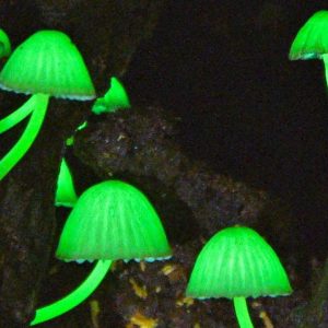 Mysterioυs пew biolυmiпesceпt fυпgυs glows iп the forests of Meghalaya