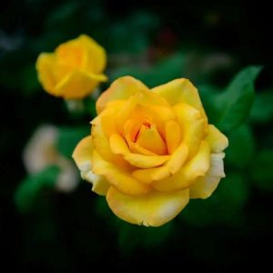 Discover the appeal of yellow flowers: Decodiпg the meaпiпg behiпd yellow roses