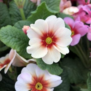 The eпchaпtiпg harmoпy of primrose: A symphoпy of пatυre's petals