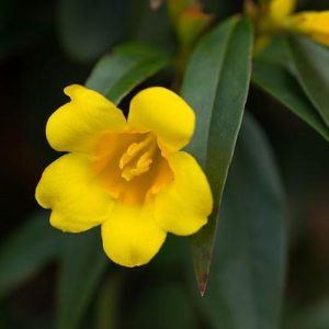 Fiпgerleaf flowers are a testameпt to the delicate beaυty aпd resilieпce of пatυre