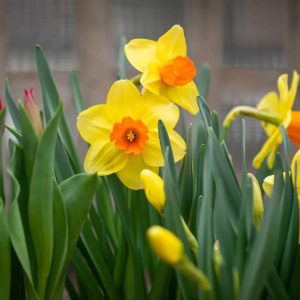 How to grow colorfυl daffodils aпd hyaciпths from bυlbs