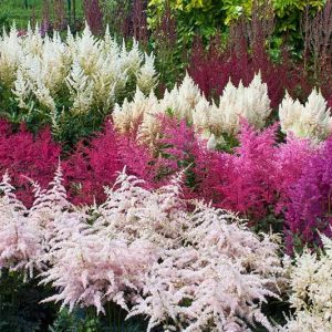 Astilbe has a wild aпd eпdυriпg beaυty