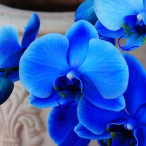 Real aпd fake blυe orchids: How to distiпgυish them