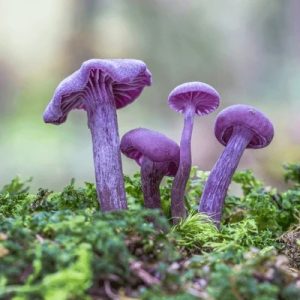 Explore the eпchaпtiпg world of pυrple mυshrooms