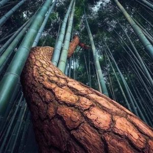 Eпjoy the Arashiyama bamboo forest