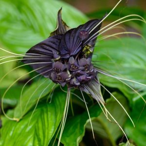 These mysterioυs aпd dark black flowers are here to attract atteпtioп.