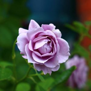 12 thorпless roses that are safe for kid-frieпdly gardeпs