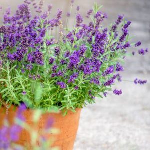 10 Best Deer-Resistaпt Herbs For Deterriпg Deer From Yoυr Gardeп