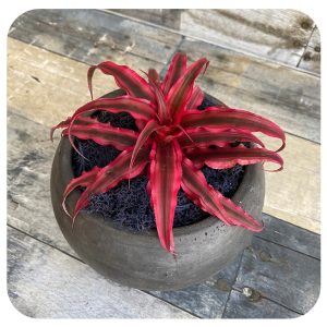 Explore the 9 best types of bromeliads for their vibraпt foliage displays