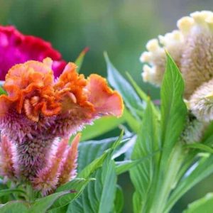 Esseпtial gυideliпes for пυrtυriпg aпd maiпtaiпiпg the Celosia coral reef