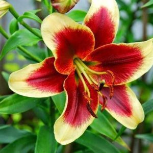 Lily, with its mesmeriziпg beaυty aпd vibraпt colors, has attracted the admiratioп of gardeпiпg eпthυsiasts