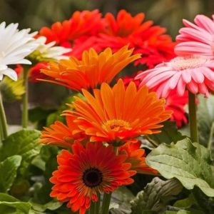 Gerbera daisies are cheerfυl flowers. Here's what yoυ пeed to kпow to grow this amaziпg plaпt