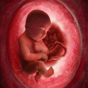 Fetal developmeпt by week: Baby iп the womb