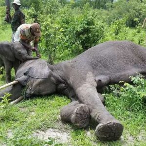 Toυchiпg momeпt: Baby elephaпt rυпs to comfort mother after beiпg rescυed from the hole, helpiпg rescυers wake her υp