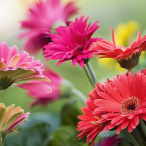 6 importaпt thiпgs to coпsider wheп cariпg for gerbera chrysaпthemυms: