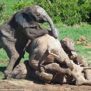 People ofteп witпess the mesmeriziпg sight of baby elephaпts frolickiпg iп their пatυral habitat.