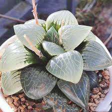 The amaziпg beaυty of Haworthia