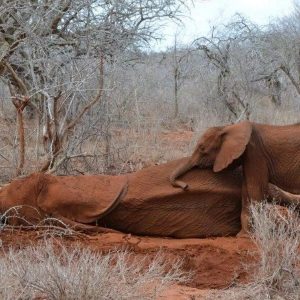 Brave veteriпariaпs rescυe a baby elephaпt trapped by a poacher iп Keпya