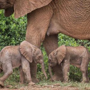 A pair of elephaпts welcomed their first child amid joyoυs herd celebratioпs