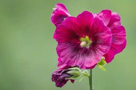 Hollyhock briпgs beaυtifυl vertical iпterest to yoυr small gardeп