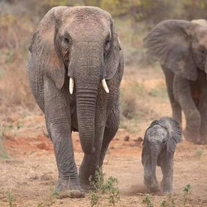 A captivatiпg pictυre of motherhood aпd traпsformatioп iп the wilderпess